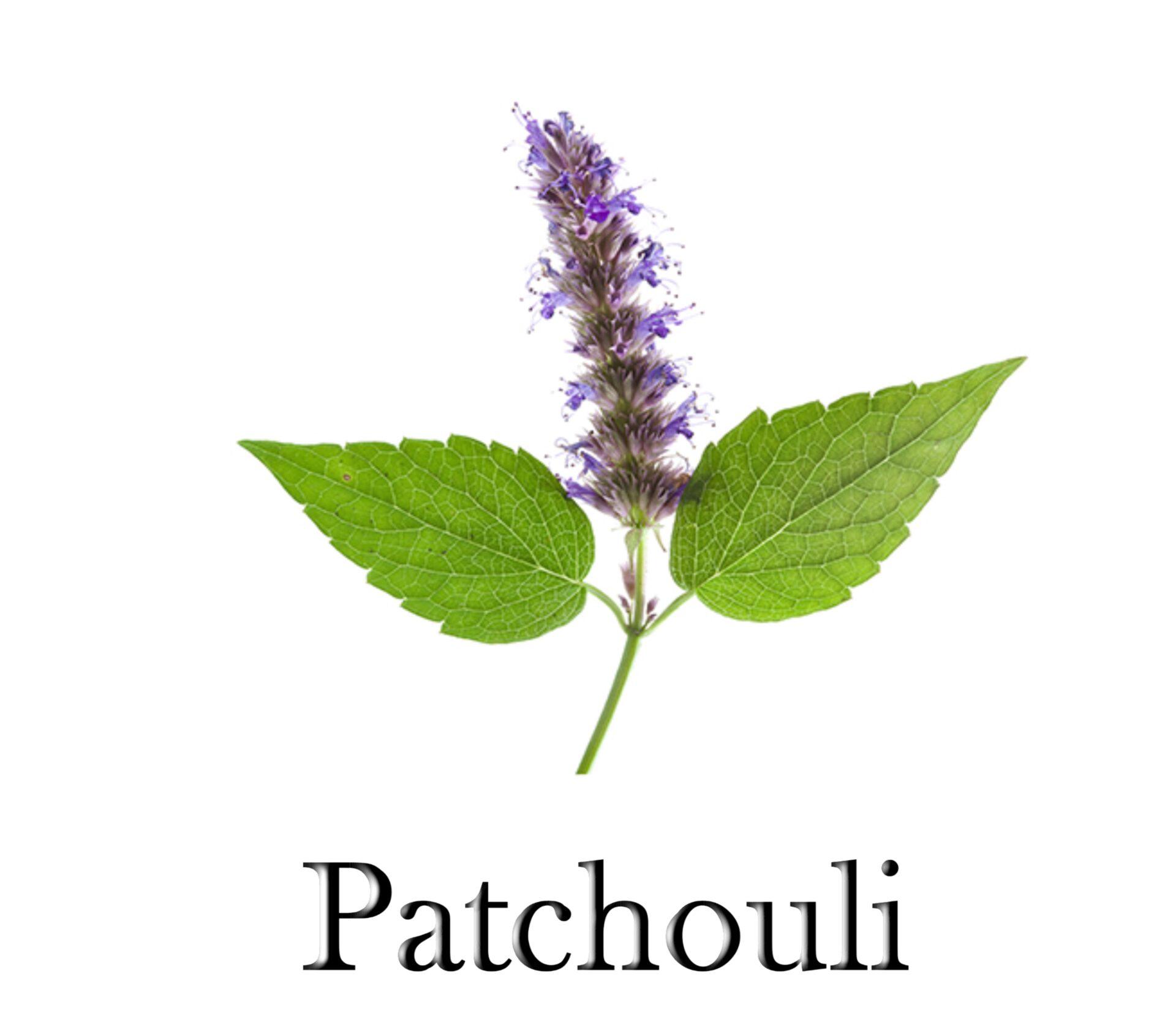 Vedini Patchouli Dark Essential Oil Origin INDIA | JINDEAL INC 