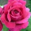 Rose Bulgarian Fragrance Oil