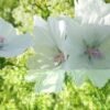 White Musk Fragrance Oil