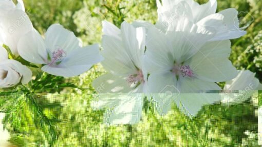 White Musk Fragrance Oil