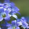 Vedini Lavender Color