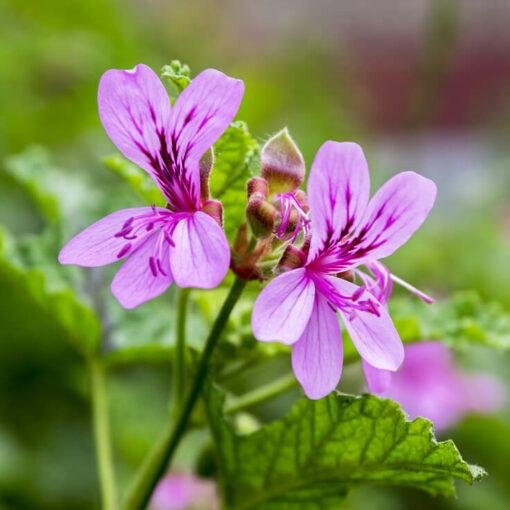Geranium Essential Oil