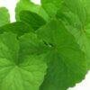 Brahmi Oil