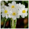 Nargis Flower Fragrance Oil