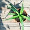 Aloe Vera Fragrance oil