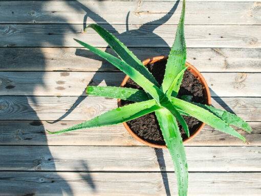 Aloe Vera Fragrance oil