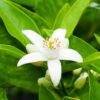 Neroli Hydrosol