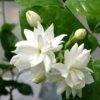 romantic mogra