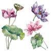 Lotus Floral Fragrance oil