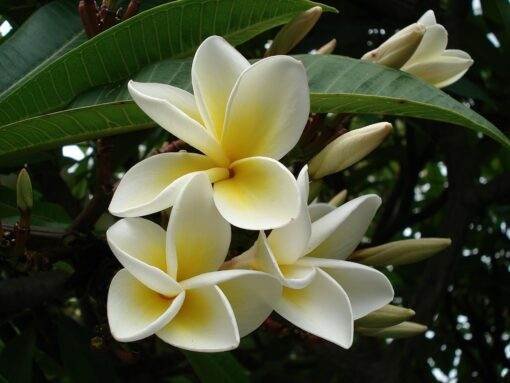 Morning Flower Fragrance oil