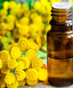 Blue Tansy Essential Oil