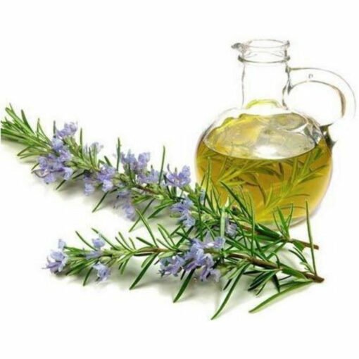 Cajeput Essential Oil