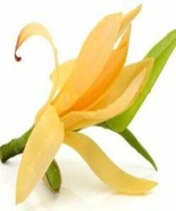 Champa (Mangolia) Hydrosol