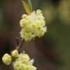 May Chang Essential Oil