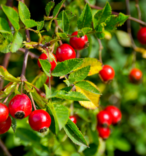 Rosehip Natural Extracts