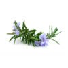 Rosemary Natural Extracts
