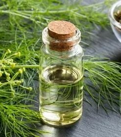 Fennel Essential Oil