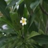 Frangipani Hydrosol