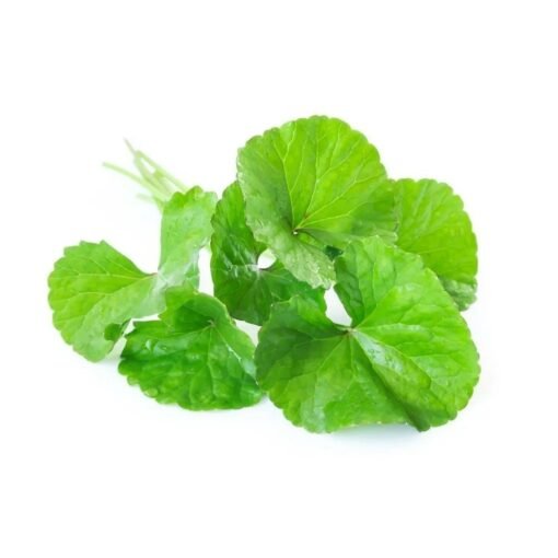 Gotu Kola Natural Extracts