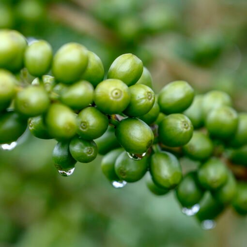 Green Coffee Natural Extracts