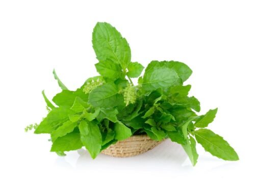 Tulsi (Basil) Extracts