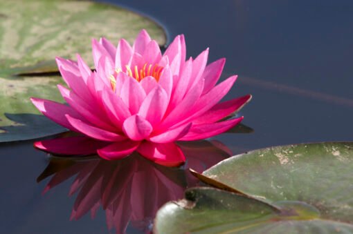Lotus Natural Extracts