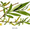 Willow Bark Extracts
