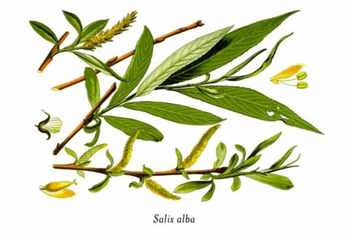 Willow Bark Extracts