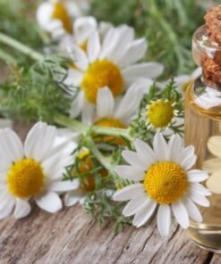 chamomile roman essential oil