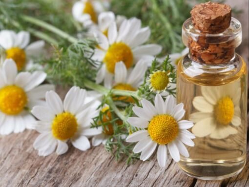 chamomile roman essential oil