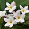 FRANGIPANI FRAGRANCE OILS