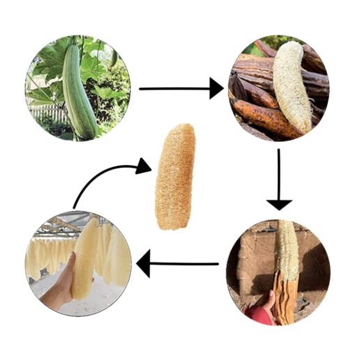 Vedini Natural Loofah| Pack 3| Loofa Bath Sponge Body Face Exfoliating Scrubber Luffa Shower Dish Scouring - Image 4