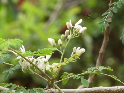Moringa Flower