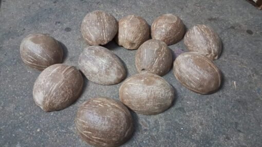 Coconut Shell Bowl Halves Natural Creative Eco-Friendly Reusable Matt Finish Dispatch after 6 days - Image 3